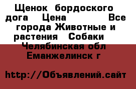 Щенок  бордоского  дога. › Цена ­ 60 000 - Все города Животные и растения » Собаки   . Челябинская обл.,Еманжелинск г.